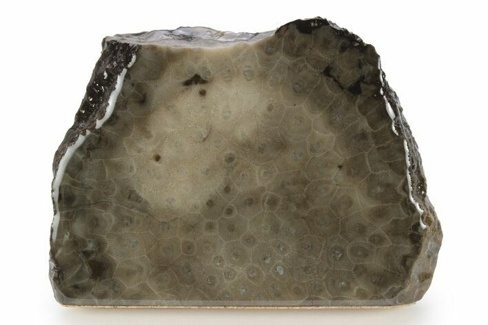 Free-Standing, Petoskey Stone (Fossil Coral) Section - Michigan #245494